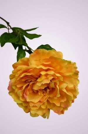 GK001 pivónia kus-yellow