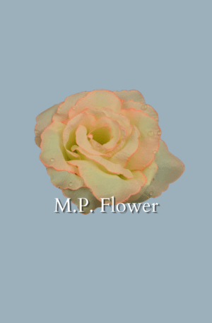 UP960115 ruža - salmon