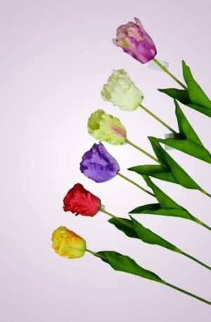 Tulipán stopkový<p>MP2311-1