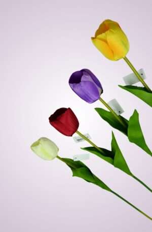 Tulipán stopkový<p>MP2314-1