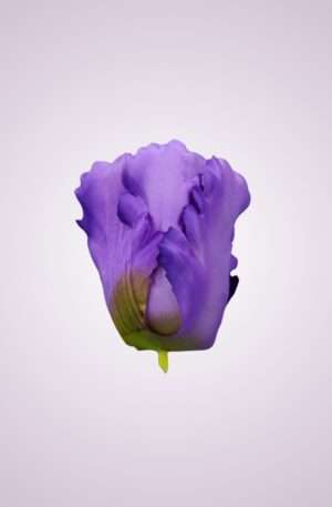 Tulipán kus<p>MP2310H-6 fialový (purple)