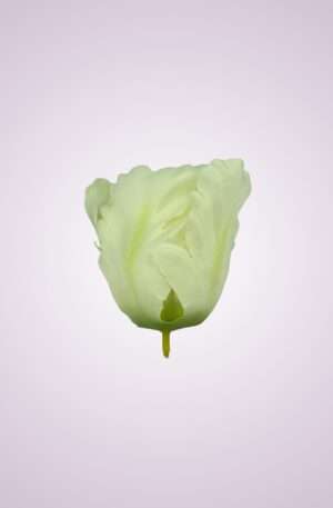 Tulipán kus.<p>MP2310H-1 krém (cream)