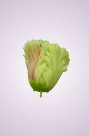 Tulipán<p>MP2310H-3 zelený (lt green)