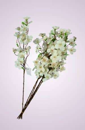 Jabloň-cream<p>SUN455