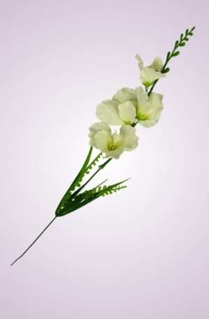 Y2216 gladiola mini - krém