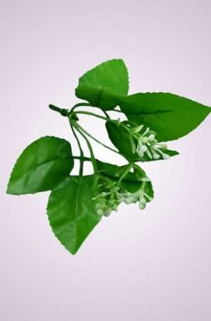 List ruža s pvc doplnkom<p>YS2401