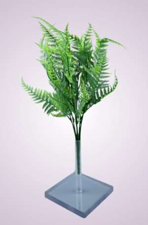 Papraď kytica <p>Y207187