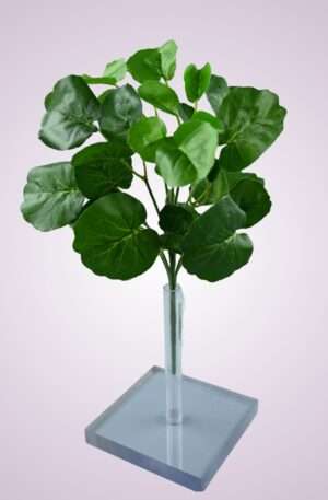 Zeleň pelargónia p>ART239