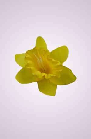Narcis žltý <p>K001
