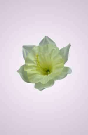 Narcis krémový <p>KW001