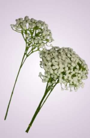 Gypsofila white<p>SUN455